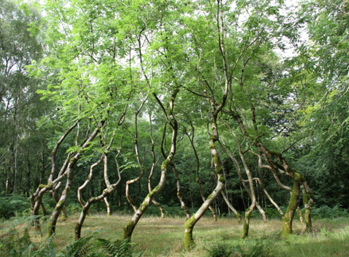 Art@Site www.artatsite.com David Nash Ash Dome Wales