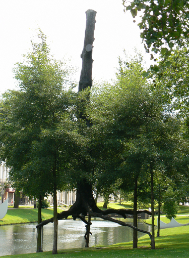 Art@Site www.artatsite.com Giuseppe Penone Elevazione